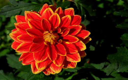 590835 (a): :1680x1050